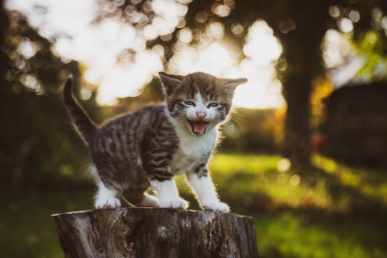 Little brown tabby and white kitten crying on a log - Photo by René Schindler Little brown tabby and white kitten crying on a log - Photo by René Schindler