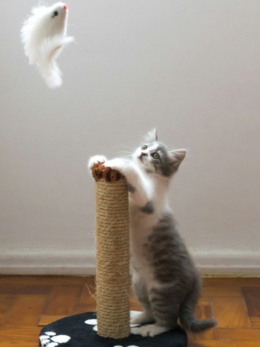 Grey kitten leaning onscratching post and looking at a feathered mouse toy - Photo by Willian Justen de Vasconcellos Grey kitten leaning onscratching post and looking at a feathered mouse toy - Photo by Willian Justen de Vasconcellos