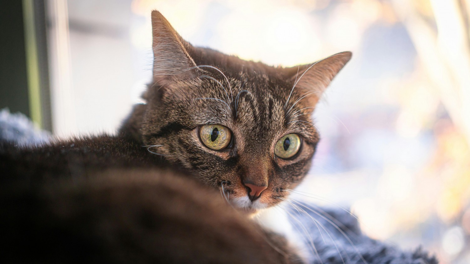 Close up of tabby cat relaxing indoors - Photo by Mike G Close up of tabby cat relaxing indoors - Photo by Mike G