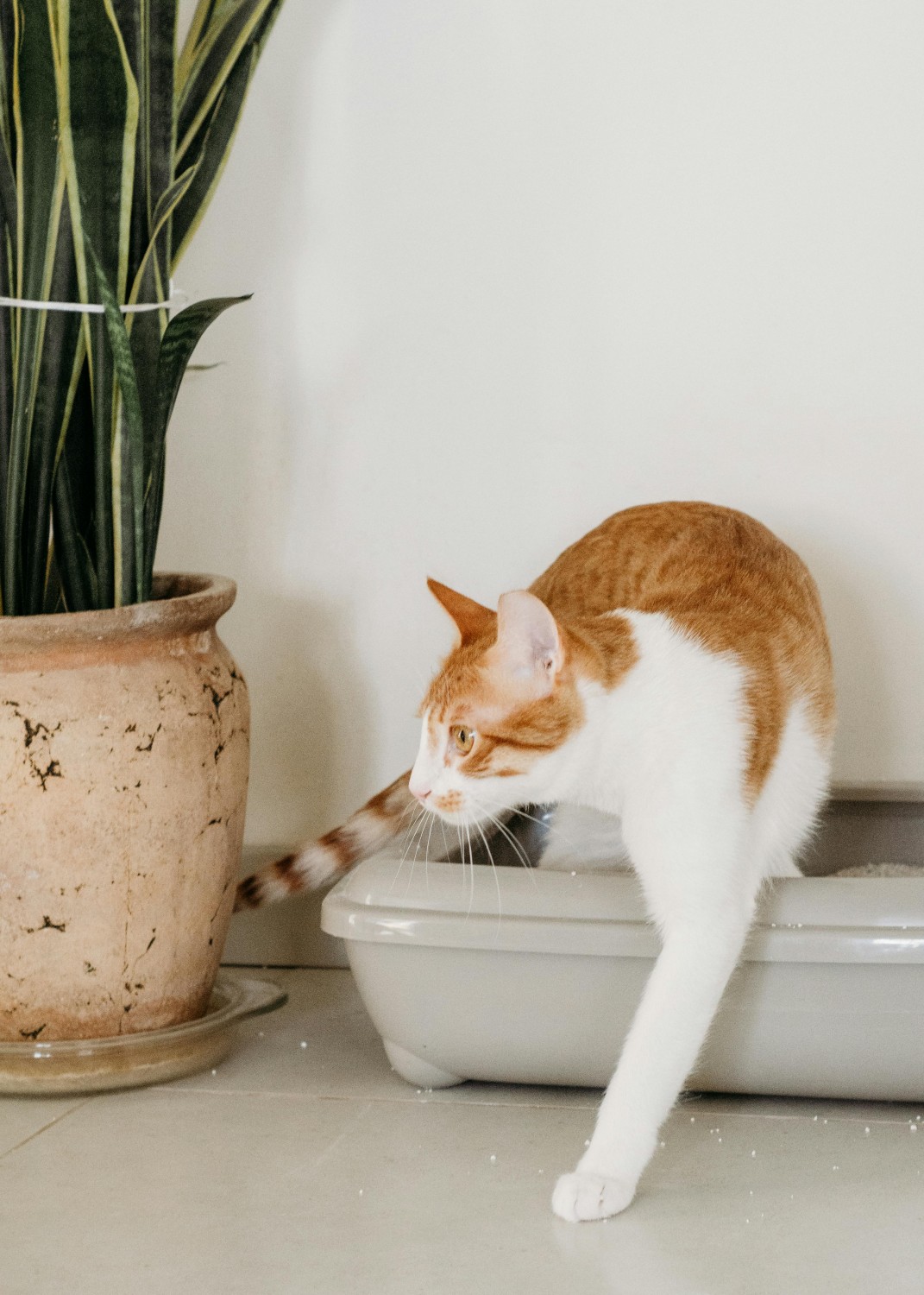 White and orange tabby cat walking out of a litterbox - Photo by Nadiye Odabaşı White and orange tabby cat walking out of a litterbox - Photo by Nadiye Odabaşı