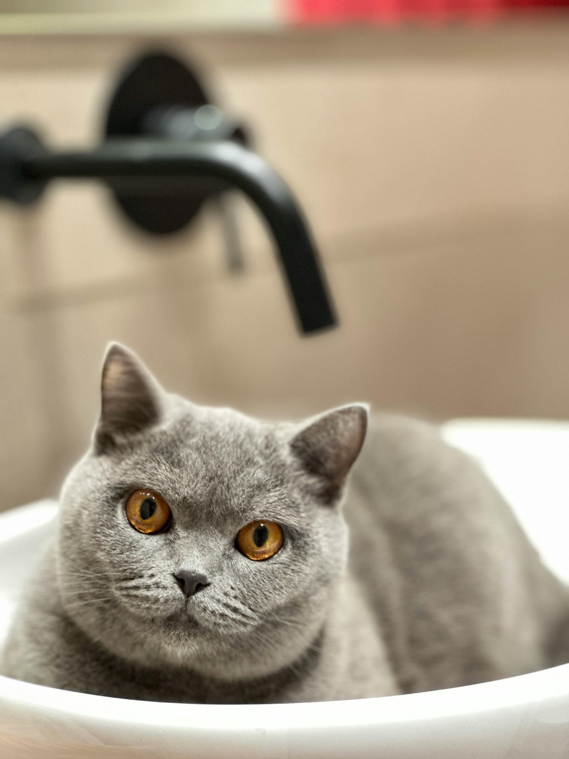 Cute british shorthair cat in a bathroom sink - Photo by Wael Chaabane Cute british shorthair cat in a bathroom sink - Photo by Wael Chaabane