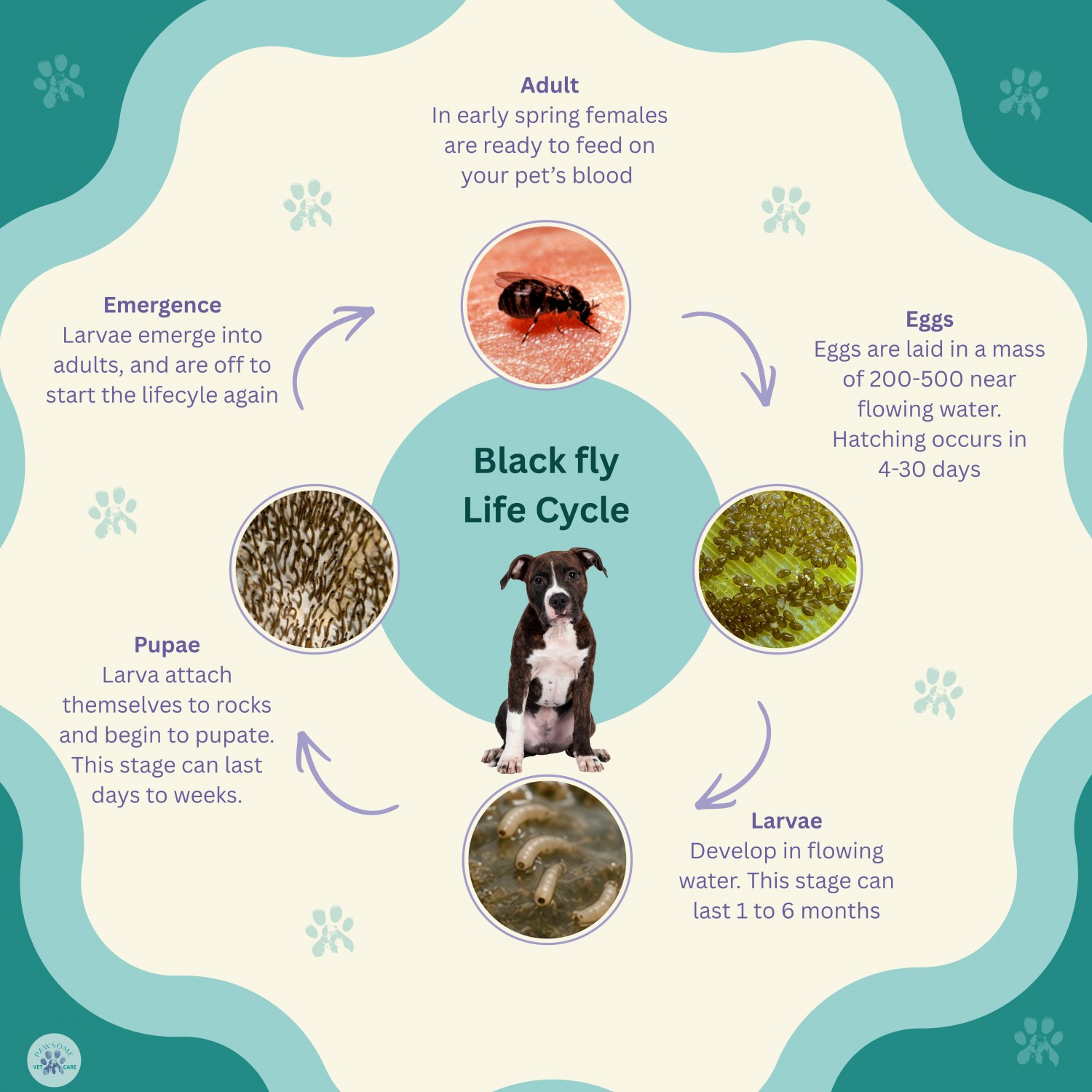 Black flies - Life Cycle
