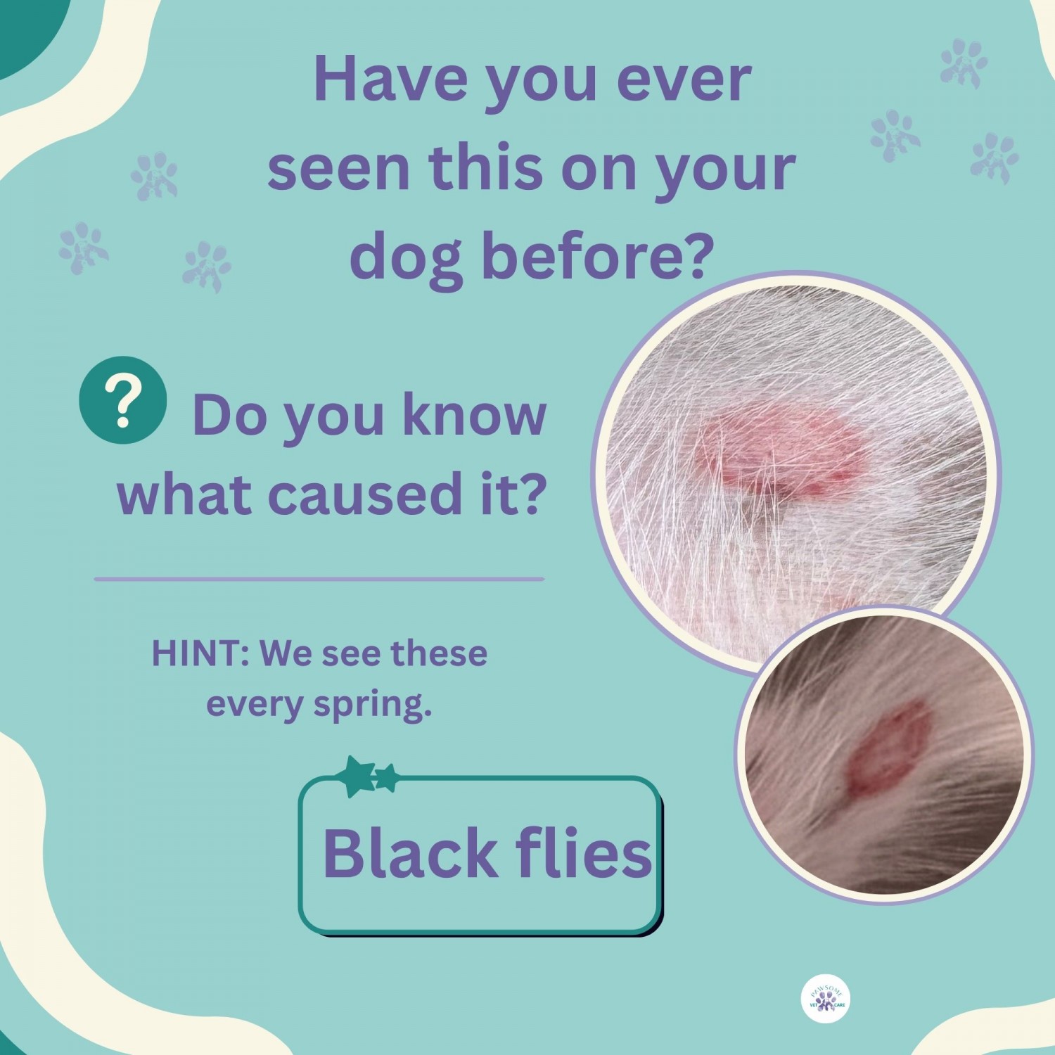 Black flies - Have you ever seen this on your dog before? Black flies - Have you ever seen this on your dog before?