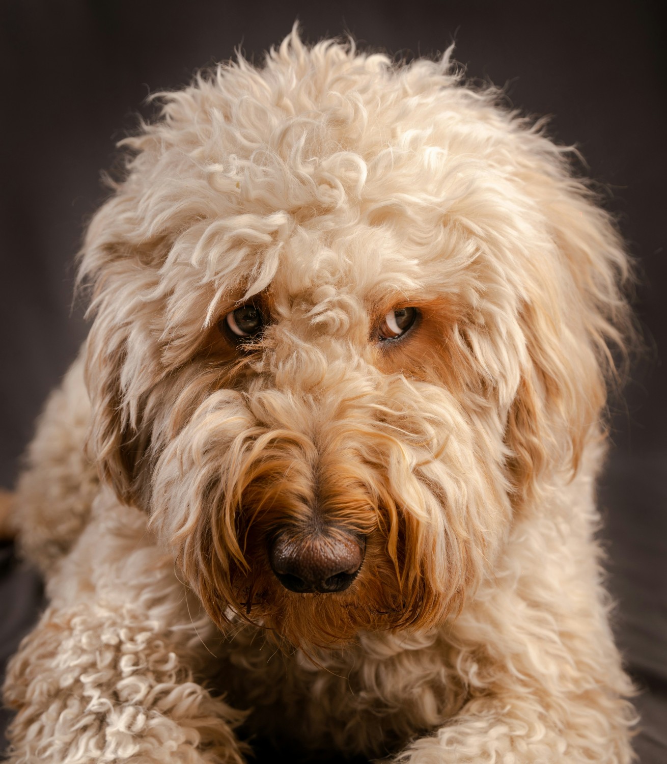 Tan dog with a very stressed look, eye to the side - photo credit to Ethan Richardson on Unsplash
