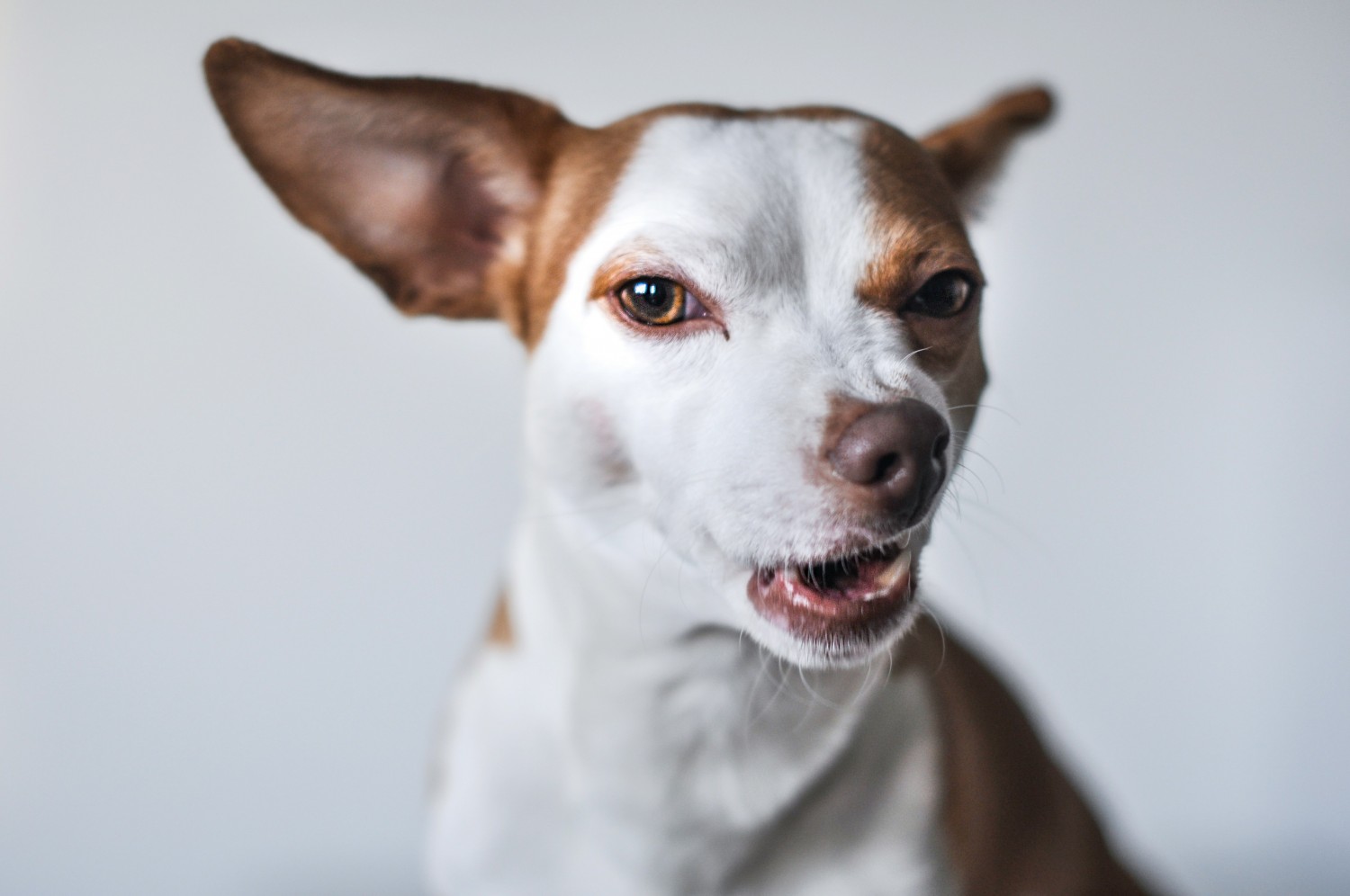 White & brown dog with mouth slightly open - photo credit Isabel Vittrup-Pallier on Unsplash