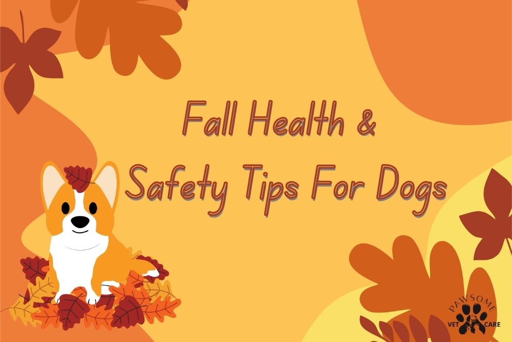 Fall Health & Safety Tips for Dogs Graphic - Pawsome Vet Care - Enfield CT