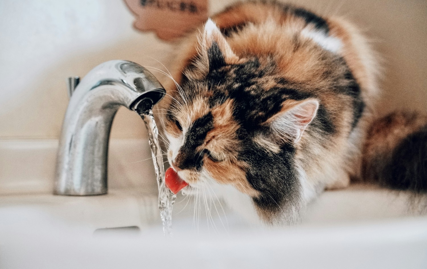 Calico long-haired cat drinking from a faucet- Photo by Sugarman Joe on Unsplash Calico long-haired cat drinking from a faucet- Photo by Sugarman Joe on Unsplash