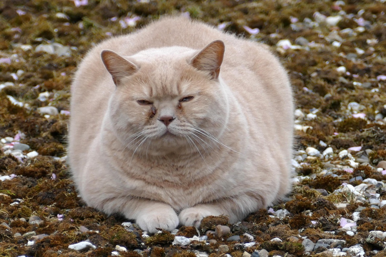 Overweight buff short-haired cat loafing outside with their eyes closed - Photo by MrsBrown on Pixabay Overweight buff short-haired cat loafing outside with their eyes closed - Photo by MrsBrown on Pixabay