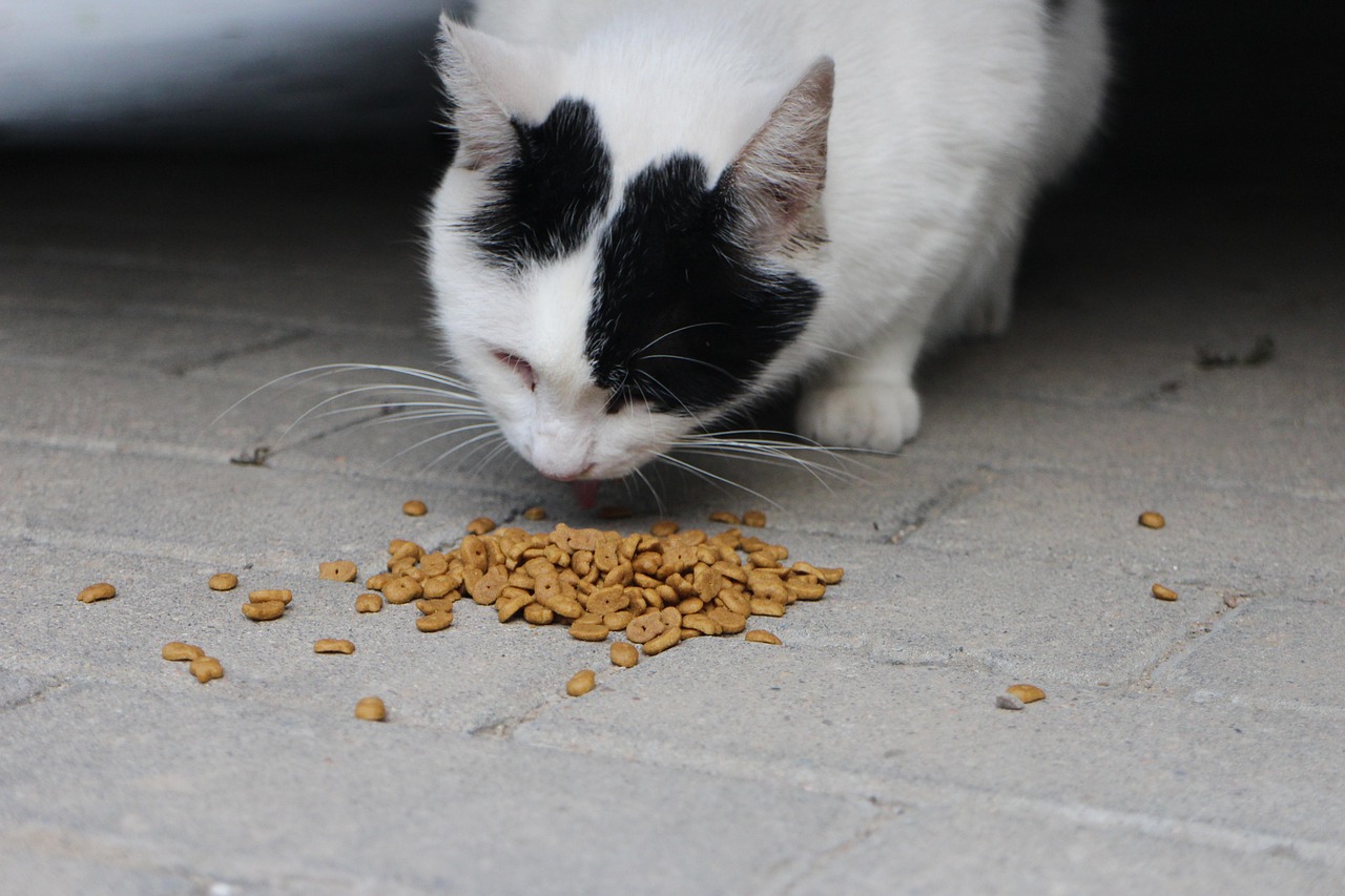Black and white short-haired cat eating kibble off a tiled floor - Photo by ParsleyBall on Pixabay Black and white short-haired cat eating kibble off a tiled floor - Photo by ParsleyBall on Pixabay