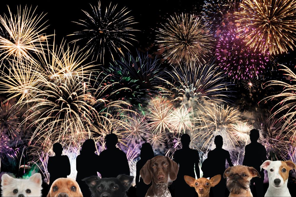 People standing around at Fireworks while dogs anxiously watch - Pawsome Vet Care