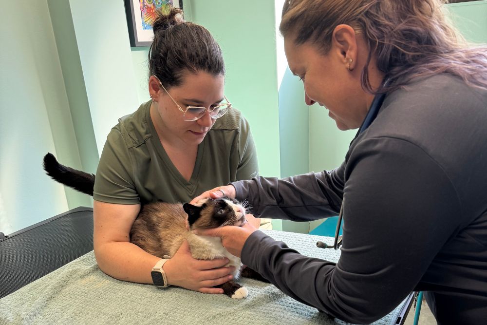 Fuzzy black cat laying on a carpet with paw outstretched, Photo by Arina Krasnikova: https://www.pexels.com/photo/a-black-cat-lying-on-the-floor-7725968/ - Pawsome Vet Care - Enfield