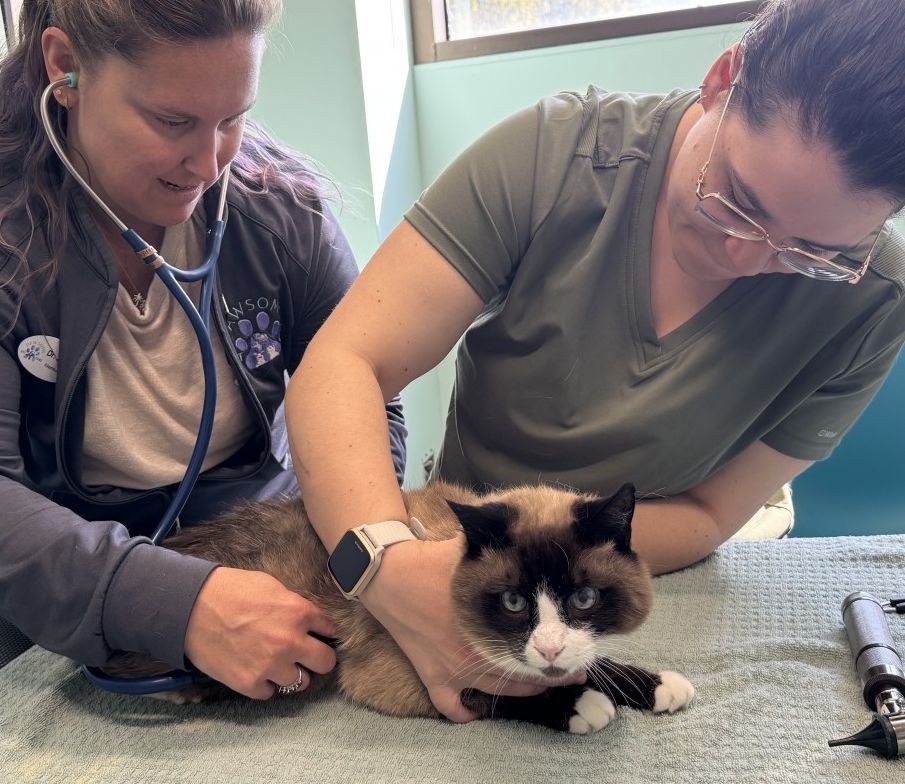 Wormy, the cat, being a good boy for his exam at Pawsome Vet Care with Dr. Courtney Snyder and Morgan Wormy, the cat, being a good boy for his exam at Pawsome Vet Care with Dr. Courtney Snyder and Morgan