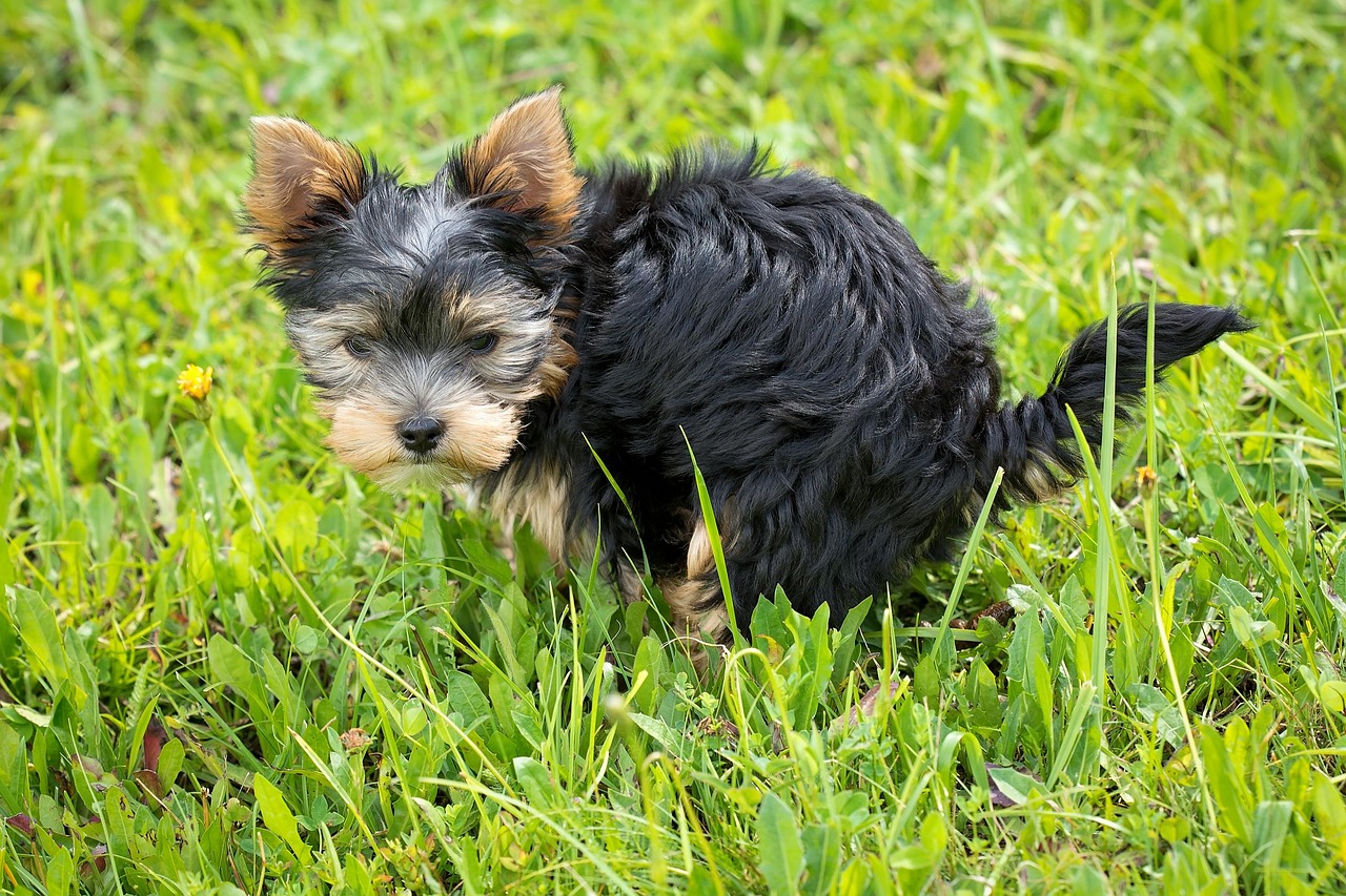 Squatting Yorkshire terrier puppy Photo credit: Pezibear via Pixabay