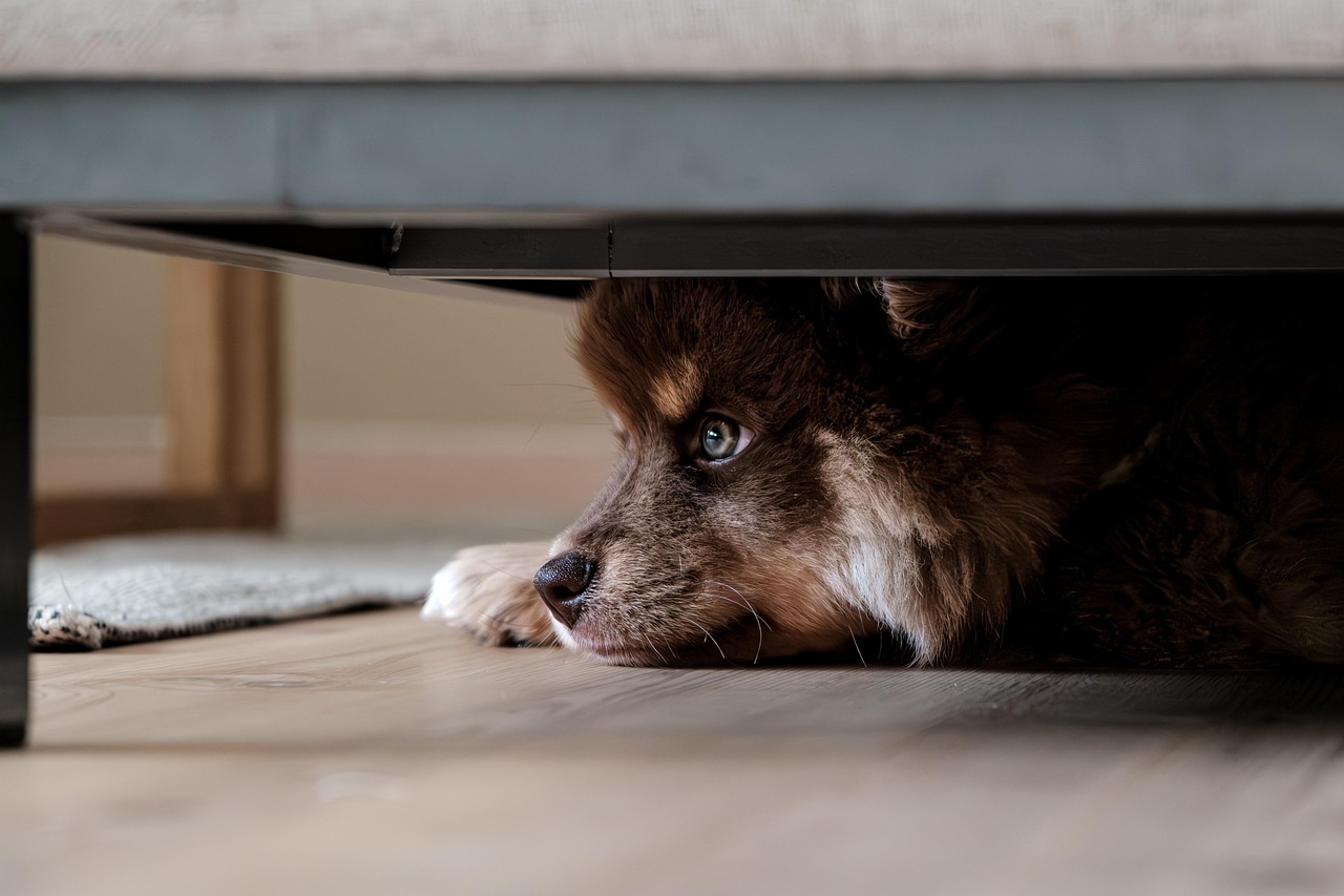 Fuzzy brown and white puppy hiding under coffee table Photo credit: SSidde via Pixabay