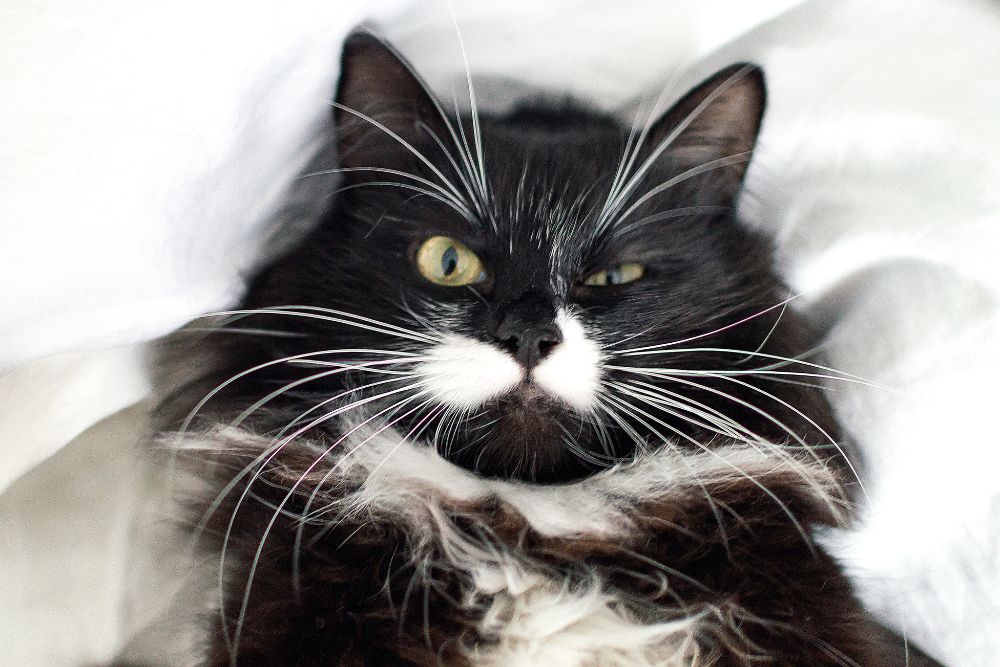 Black & White Longhaired Cat with grumpy expression - My Pet Hates The Vet Blogs - Pawsome Vet Care