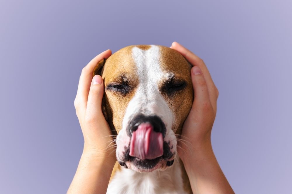 Dog with hands over ears licking nose & showing stress signals - Pawsome Vet Care