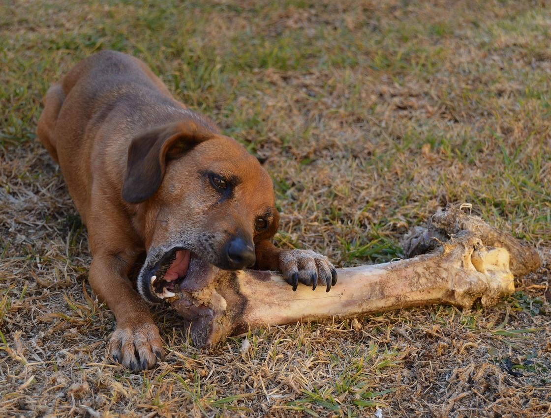 Dog chewing on a large bone - Image by user2014 on Pixabay