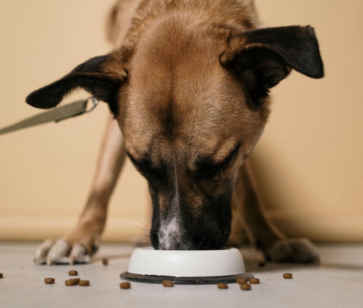 Medium brown dog eating out of small white bowl - Image by cottonbro studio on Pexels