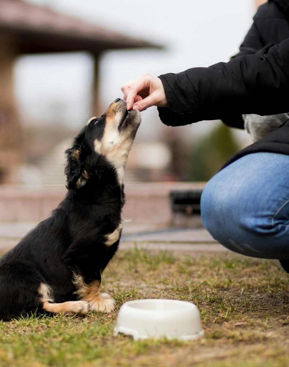 Person offered treats to a black and tan puppy - Image by Kacper Chrzanowski on Unsplash