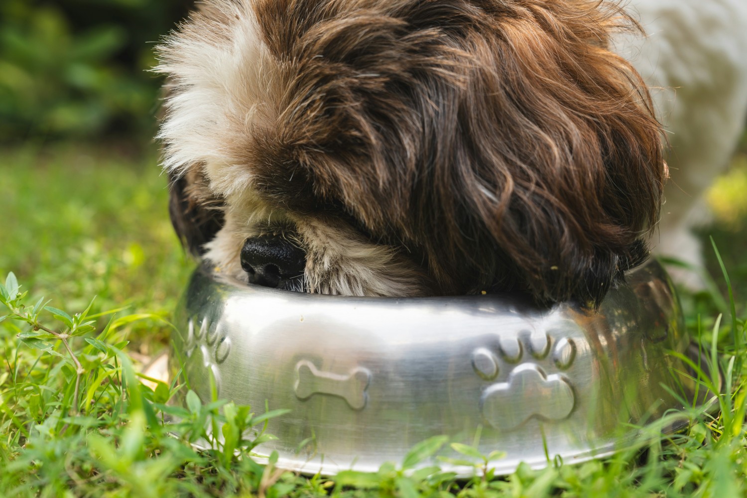 A brown and white dog eating out of a metal bowl - Image by Gayatri Malhotra on Unsplash