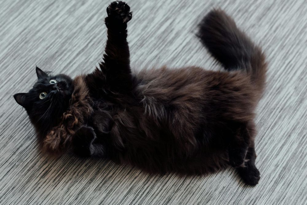 Fuzzy black cat laying on a carpet with paw outstretched, Photo by Arina Krasnikova: https://www.pexels.com/photo/a-black-cat-lying-on-the-floor-7725968/ - Pawsome Vet Care - Enfield