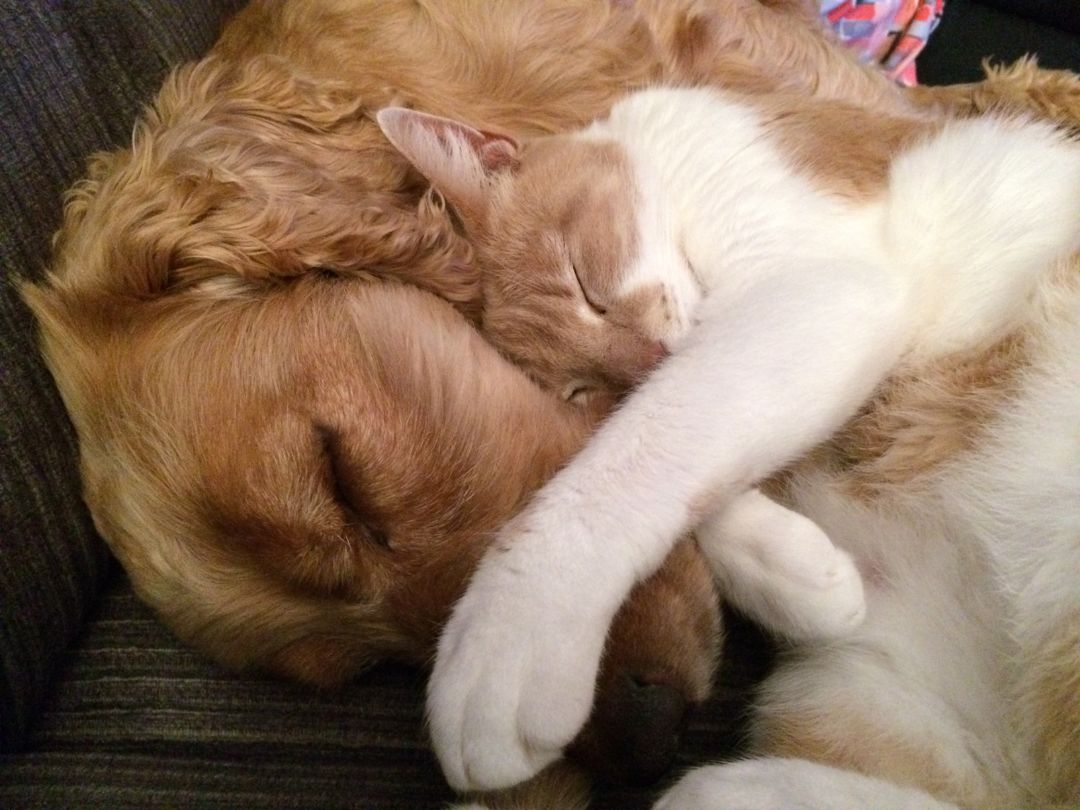 Image of a dog and cat cuddling