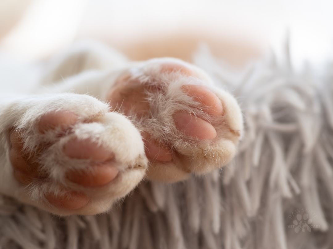 Image of cat paw pads