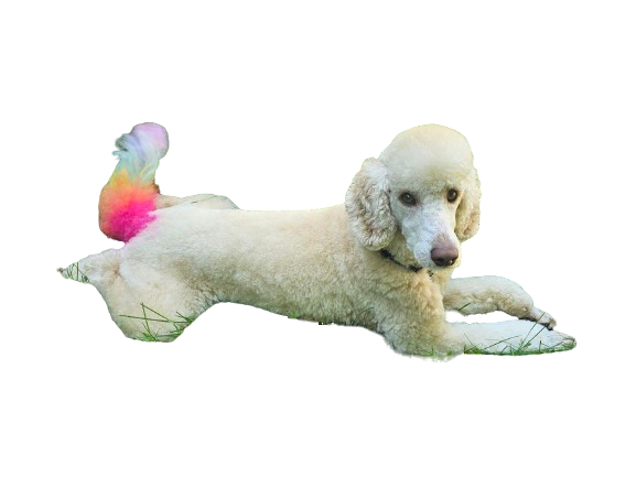 Sonny Pride Tail - Picture of a Poodle with a Pride dyed tail - Pawsome Vet Care - Veterinary Care That Feels Better